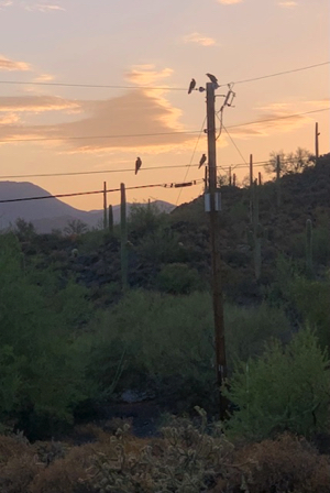 July 31 - Four ravens on morning patrol and loudly warning us a bobcat was near. Thank you dear ravens!